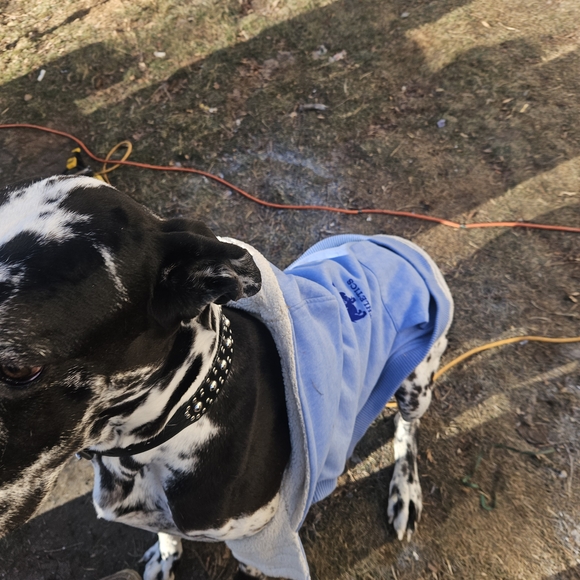 Assortment Of Large Breed Dog Coats And Pyjamas - Picture 9 of 15